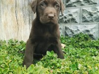 Show Kalite Labrador Retriever Yavrularımız