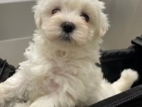 Korean morkie 350 gr uygun