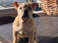 İngiliz bulldog yavruları