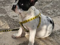 French bulldog herşey tam