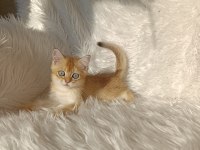 British shorthair golden oğlumuz