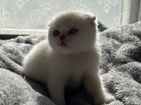 Mavi boncuk kedimiz