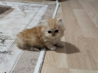 Chinchilla yavru kedimiz