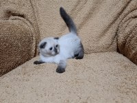 Scottish fold shorthair çikolata point