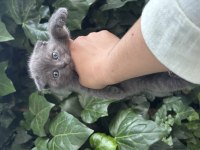 Scottish Fold Ayı Surat