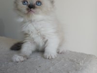 Safkan İran kedi yavruları