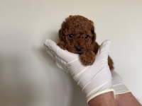 Referans Yavru Toy Poodle