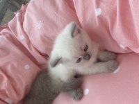 Minik yaramazlara yeni yuva arıyoruz.