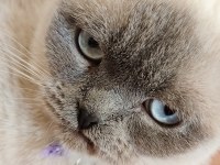 Sevimli scottish fold kedimiz pamuk