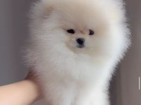 Irk ve sağlık garantili Pomeranian Boo yavrular