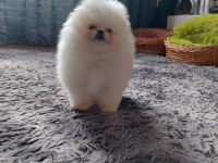 TEDDY BEAR BOO YAVRULAR TAKSİTLE HERYERE GÖNDERİLİR