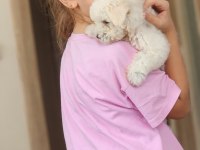 Maltese terrier orjinal malta köpeği
