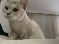 British kedi dişi