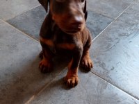 A scrli anne ve babadan üst düzey doberman yavrular