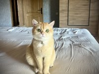 Golden ny12 british shorthair kedimize eş arıyoruz