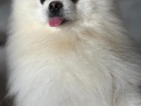 1 Yaşında Pomeranian Boo Sahibini Arıyor