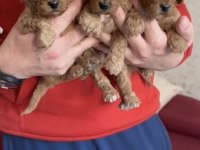 Ev ortamında yetişmiş toy poodle yavrularım