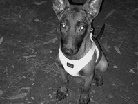 Belçika malinois