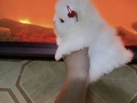 Mikro Mini Boy Kar Beyaz Pomeranian Boo Dişi