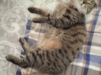 Scottish Fold ve Norveç Orman Kedisi Melezi