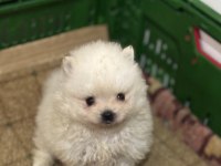 Pomeranian boo yavrularımız teslime hazır