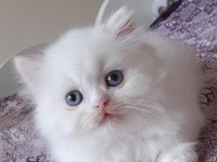 İran bebekler dişi erkek