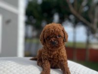 Aa kalite Kore toy poodle