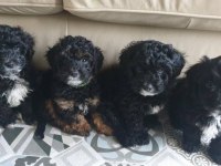 Yeni Doğmuş Maltipoo