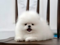 Pomeranian Boo Mini Ayıcıklardan biri sizin olsun