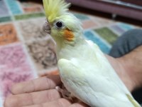 Lutino kırmızı göz sultan papağanı yavru