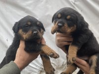 Orjinal yavru rottweiler