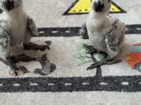 Bebek jako papağanı kırmızı kuyruk 2 aylık