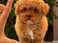 RED MALTİPOO DİŞİ TEDDY SURAT