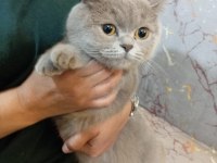 Dişi british shorthair
