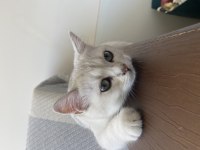 3.5 Aylık Yavru kedimiz