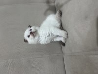 Çikolata point dişi scottish fold