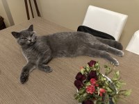 British shorthair çok uysal gri kedimiz