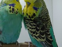 Show jumbo muhabbet kuşlar