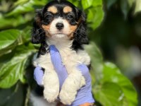 50 GÜNLÜK YAVRU KÖPEĞİMİZ
