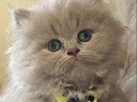 2 aylık dişi british longhair