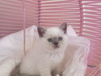 BRİTİSH SHORTHAİR BLUE POINT