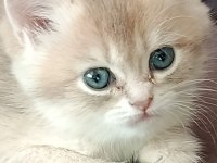 Ucretli british yavru kedi