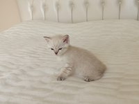 Dişi british shorthair kedisi