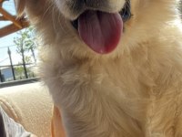 7 aylık golden retriever