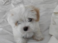 2 aylık 850 gram erkek beyaz maltipoo yavrumuz bear face