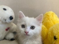 Scottish fold ve british shorthair yavruları