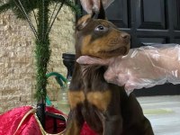 Safkan ırk ve sağlık garantili doberman yavruları