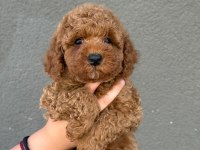 Yavru Toy Poodle Köpeklerimiz