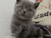 Safkan British Shorthair Gri Yavrular