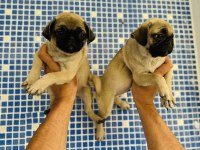 Pug mops yavruları sizleri bekliyor